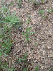 Lepidium lasiocarpum