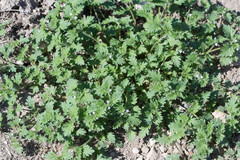 Glandularia quadrangulata