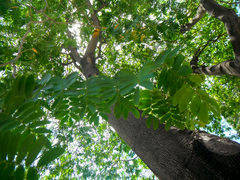 Gonopterodendron arboreum