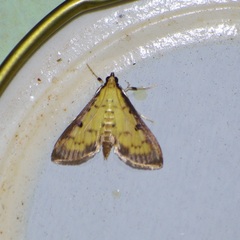 Herpetogramma basalis