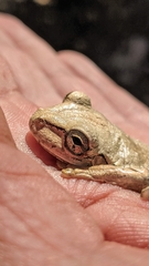 Osteopilus dominicensis