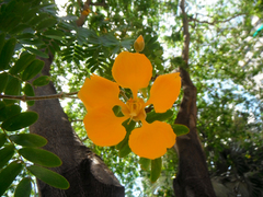 Gonopterodendron arboreum