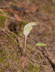 Pterostylis robusta