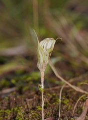 Pterostylis robusta