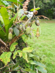 Merinthopodium neuranthum