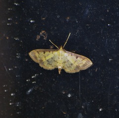 Herpetogramma basalis
