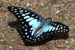 Graphium chironides