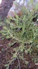 Rhynchopsidium sessiliflorum