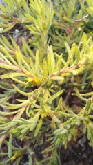 Rhynchopsidium sessiliflorum