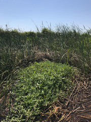 Ptilimnium ahlesii