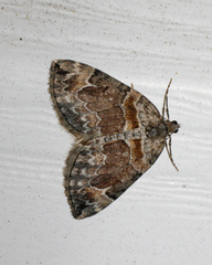 Dysstroma hersiliata