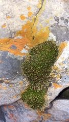Ptychomitrium crispatum