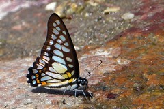 Graphium chironides