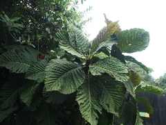 Pentagonia donnell-smithii