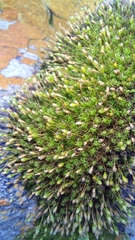 Ptychomitrium crispatum