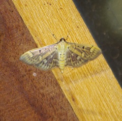 Herpetogramma couteyeni