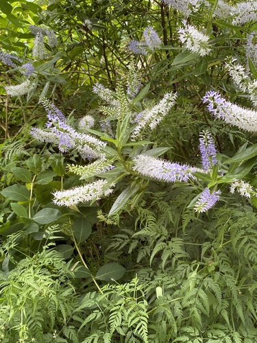 Veronica andersonii