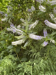 Veronica × andersonii