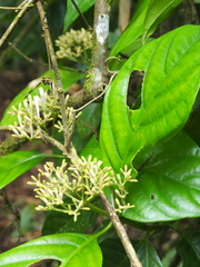 Palicourea calidicola