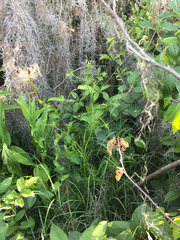 Ptilimnium ahlesii