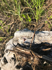 Ptilimnium ahlesii