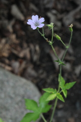 Geranium gracile