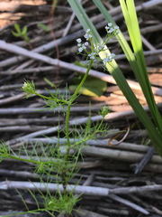 Ptilimnium ahlesii