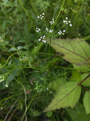 Ptilimnium ahlesii