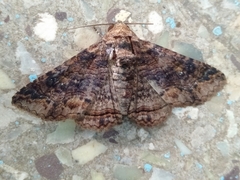 Pericyma cruegeri
