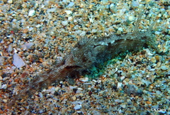 Stylocheilus striatus