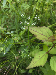 Ptilimnium ahlesii