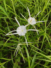 Hymenocallis pygmaea