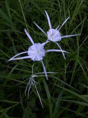Hymenocallis pygmaea
