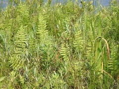 Thelypteris palustris pubescens