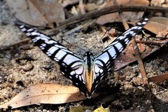 Graphium xenocles