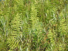 Thelypteris palustris pubescens