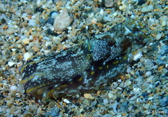 Philinopsis speciosa