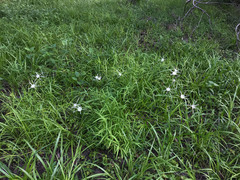 Hymenocallis pygmaea