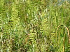 Thelypteris palustris pubescens