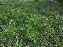 Hymenocallis pygmaea