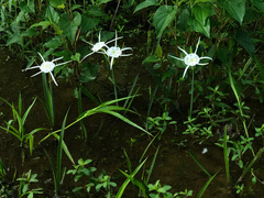 Hymenocallis pygmaea