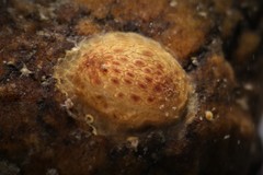 Pyura tessellata