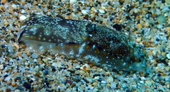 Philinopsis speciosa