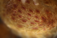 Pyura tessellata
