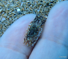 Philinopsis speciosa