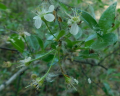 Prunus fruticosa