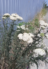 Achillea setacea