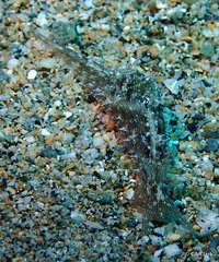 Stylocheilus striatus