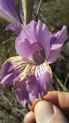 Gladiolus mutabilis