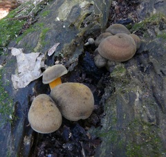 Heimiomyces